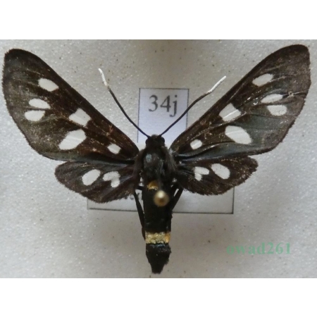 Amata phegea (Linnaeus, 1758) Oblaczek granatek Czech34j